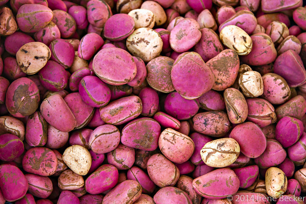 Kola-Nuts-Cola-Nitida-Top-Exporter-Supplier-Neogric-Redefining-Africas-Agric-Supply-Chain-2