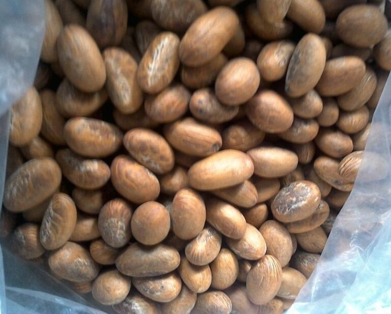 10 Amazing Health Benefits of Bitter (Garcinia) Kola You Probably Don't