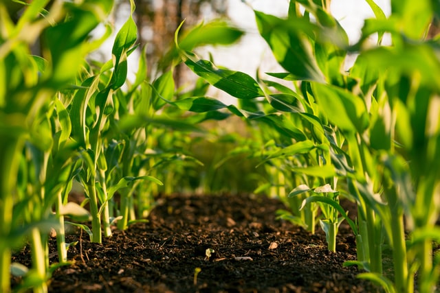 Cultivating Success: Business Agribusiness Lands