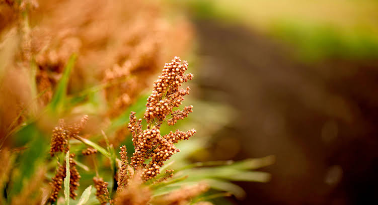 Health Benefits of Sorghum - Neogric - Global Agric Sourcing Solutions