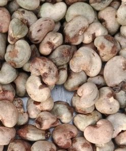 Raw-Cashew-Nut-Top-Exporter-Supplier-Neogric