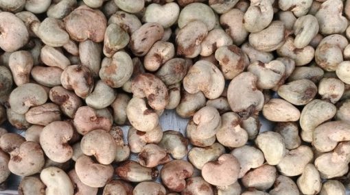 Raw-Cashew-Nut-Top-Exporter-Supplier-Neogric