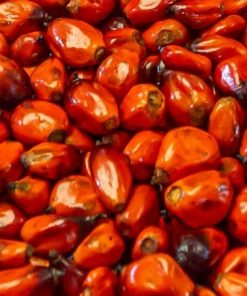 Red-Palm-Oil-Top-Exporter-Supplier-Neogric