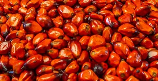 Red-Palm-Oil-Top-Exporter-Supplier-Neogric