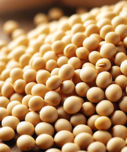 Soya-Beans-Top-Exporter-Supplier-Neogric-1