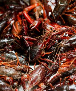 Neogric - Crayfish - Prawns (1)