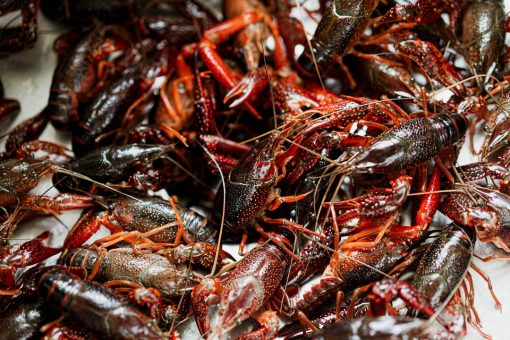 Neogric - Crayfish - Prawns (1)