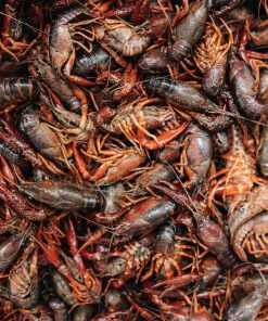 Neogric - Crayfish - Prawns (2)