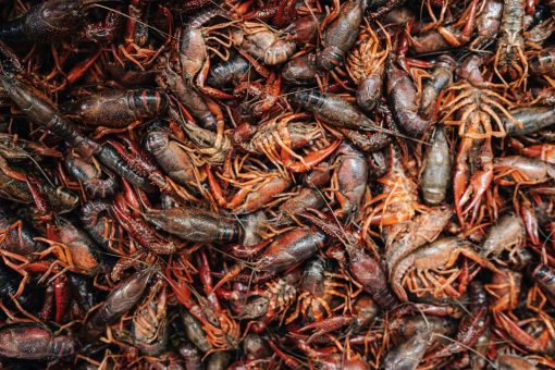 Neogric - Crayfish - Prawns (2)