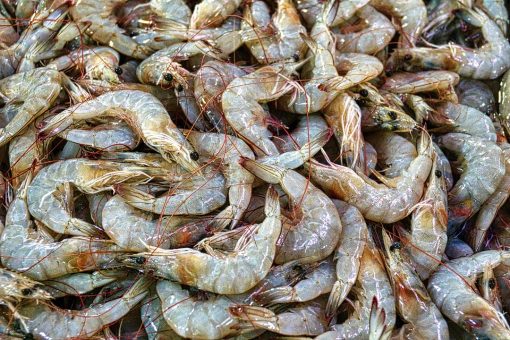 Neogric - Crayfish - Prawns (3)